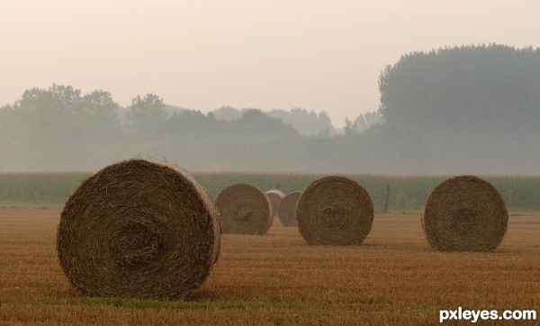 Round hay bales